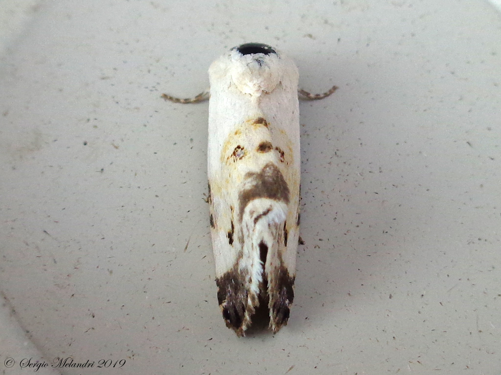 ID Noctuidae: Acontia (Acontia) lucida